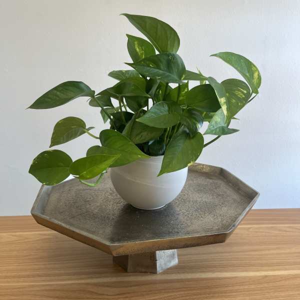 Pothos
