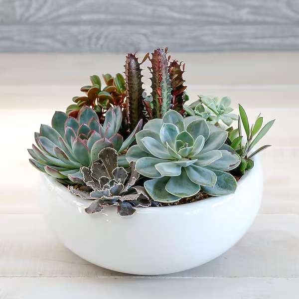 Succulent Dish