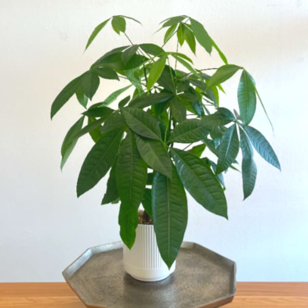 Money Tree
