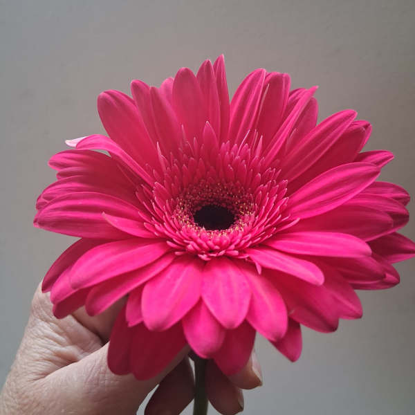 Bright pink gerbera daisy held in a hand