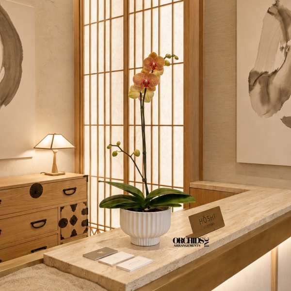 Peach Phalaenopsis Orchid – Flower Delivery Same Day