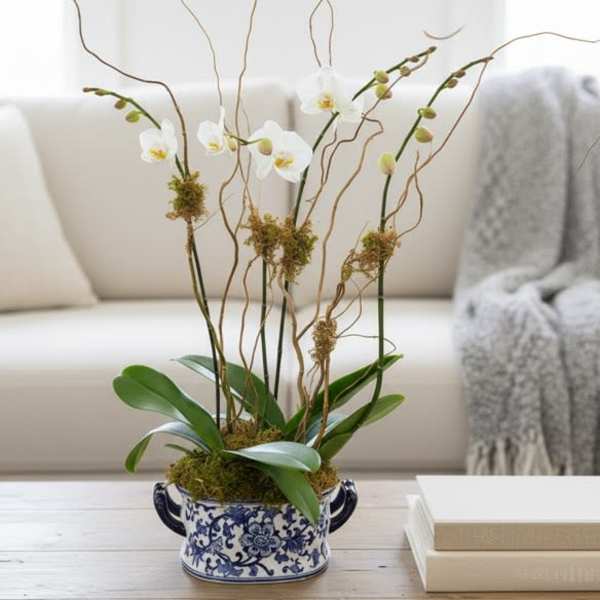 Double Double Orchids in Oval ceramic (colors of ceramic vary)