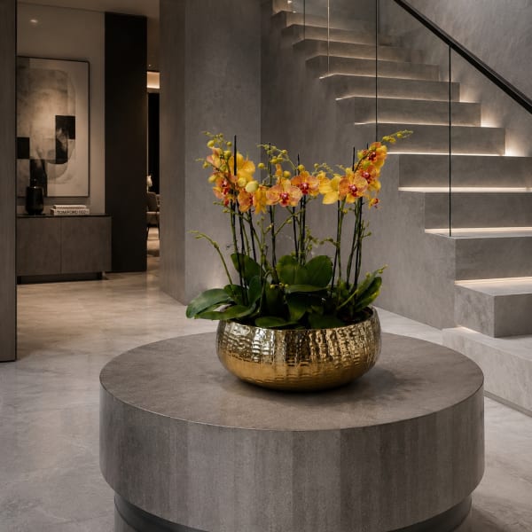 Peach Orchids Phalaenopsis – Same Day Orchid Delivery