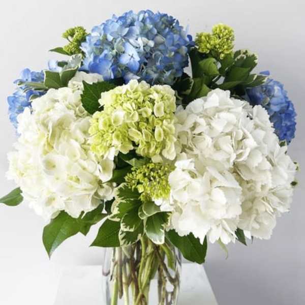 Hydrangea Blooms