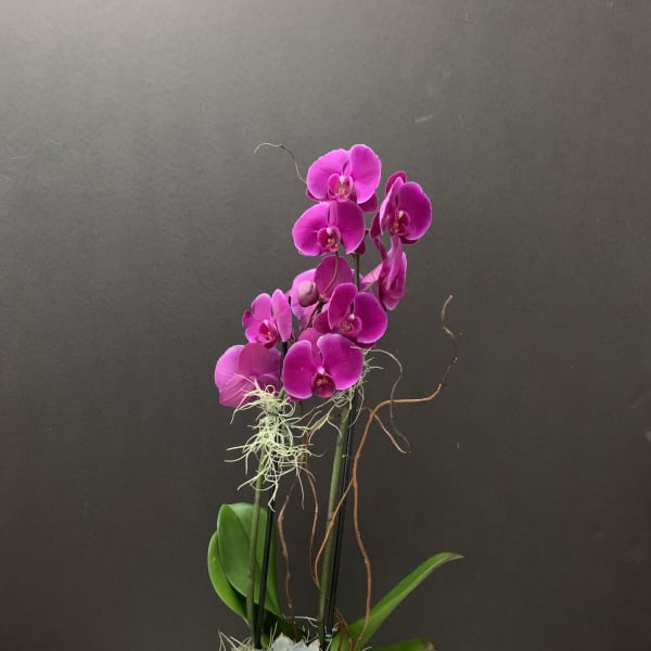 Everlasting Amethyst 1