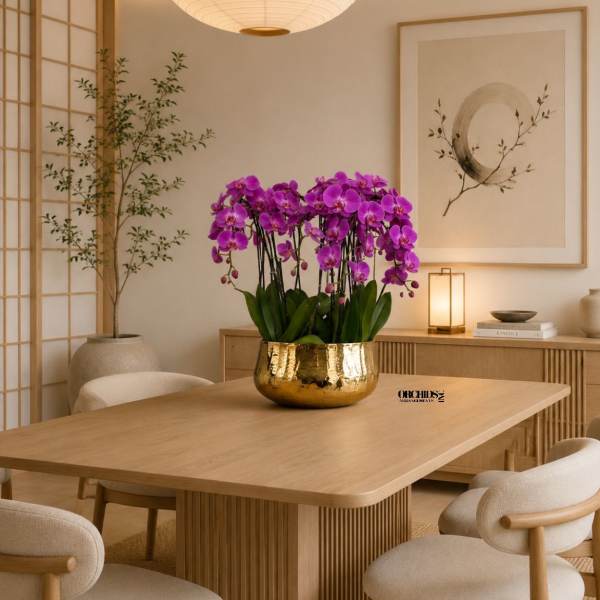 Purple Orchids Phalaenopsis – Same Day Flowers Delivery