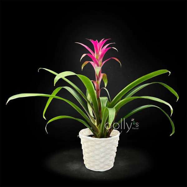 Bromeliad Plant