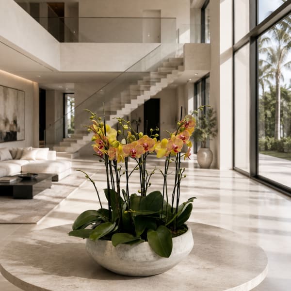 Peach Orchid Arrangement – Same Day Orchid Flowers