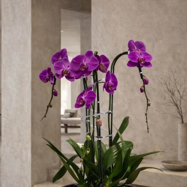 Purple Orchid Arrangement – Orchid Delivery Same Day