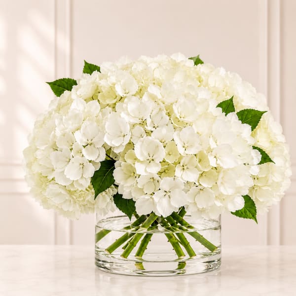 White Hydrangeas