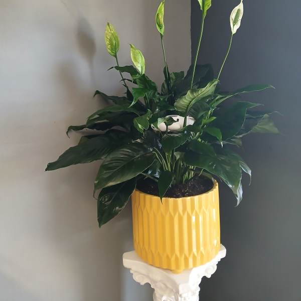 Peace Lily in gorgeous yellow pot + cloud maker