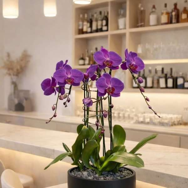 Purple Orchid Same Day – Flower Arrangements Delivery
