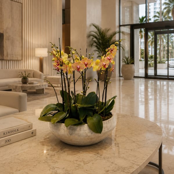 Peach Phalaenopsis Orchids – Flower Delivery Same Day