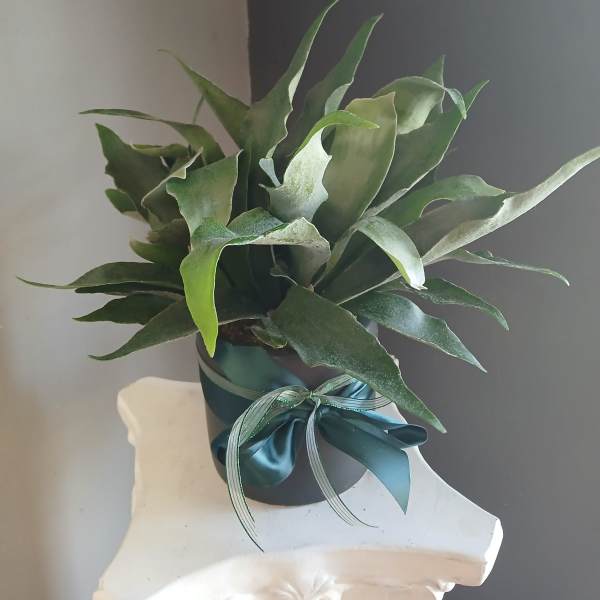 Staghorn fern (black ceramic)