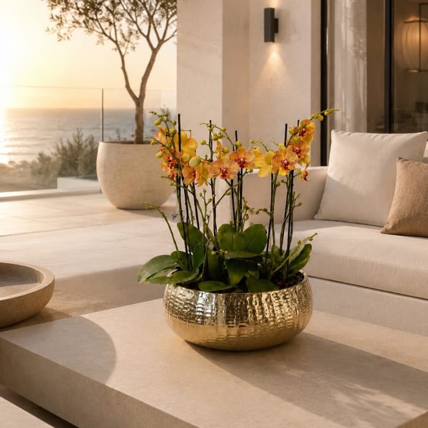 Peach Phalaenopsis Orchids – Same Day Orchid Delivery