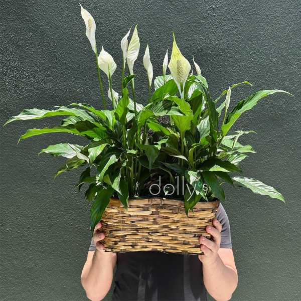Double Peace Lilies