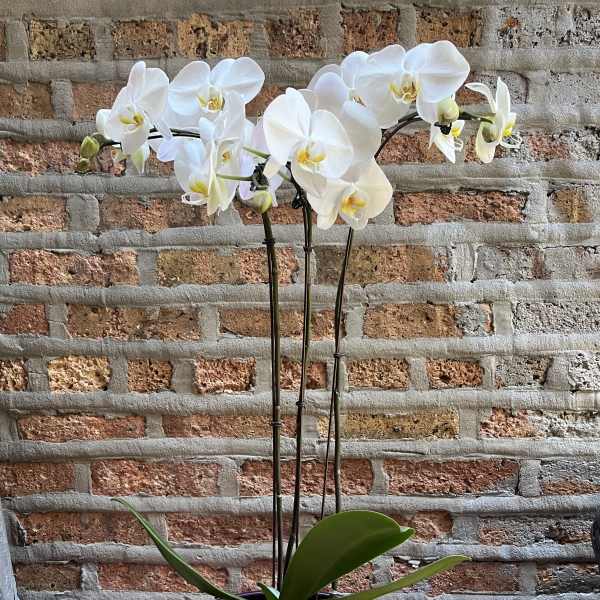 Elegant Triple Stem White Orchid Plant - 1 Available