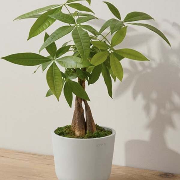 THE PROVISION PLANT