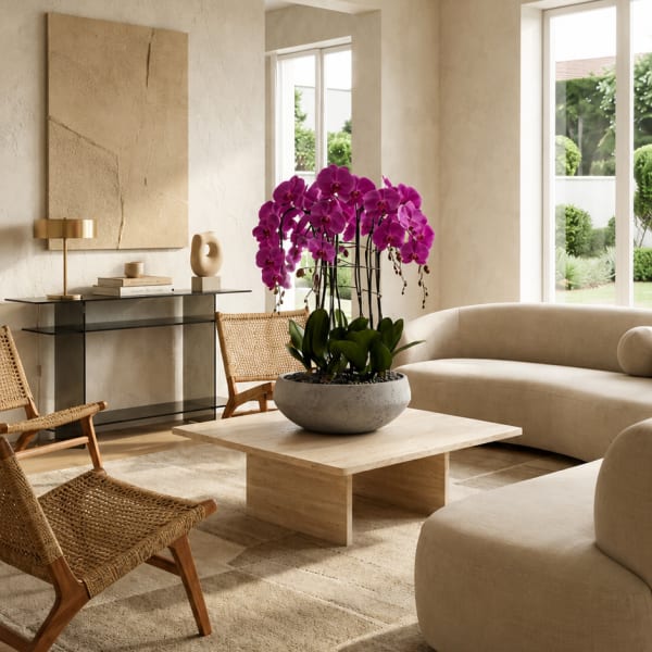 Purple Phalaenopsis Orchids – Flower Delivery Same Day