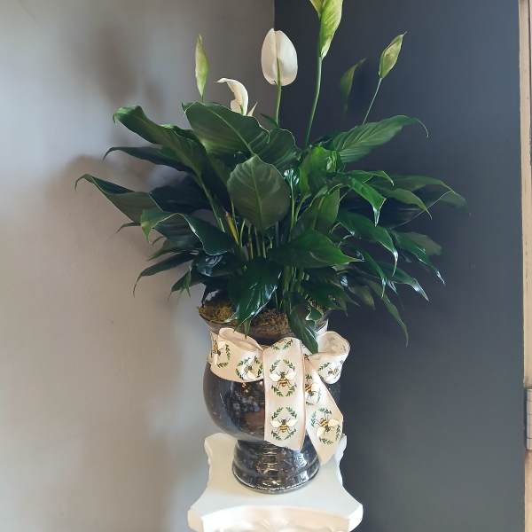 Peace lily (beautiful glass vase)