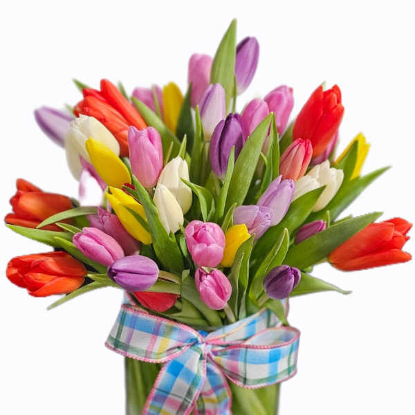 Tulip Jubilee