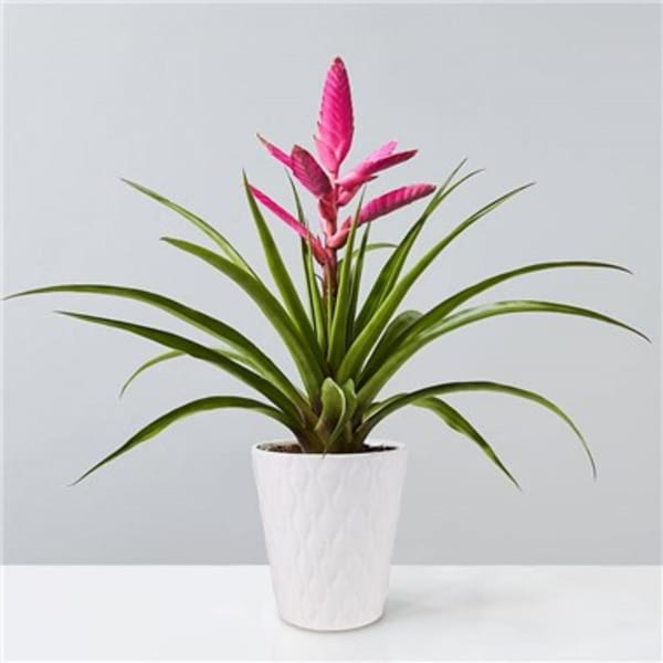 Potted plant with long green leaves and bright pink flower spikes