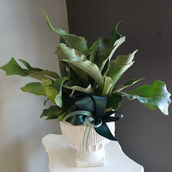 Staghorn fern PL8