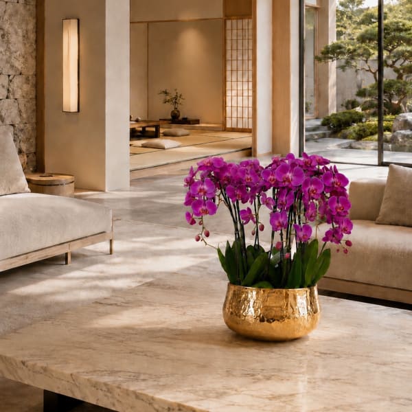 Purple Orchids Phalaenopsis – Same Day Orchid Delivery