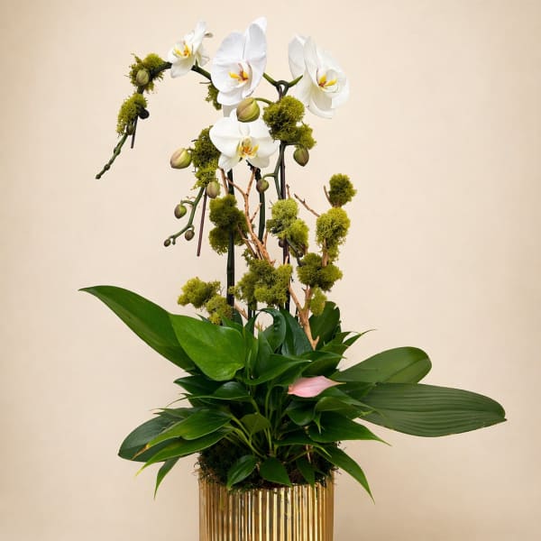 Bare Orchid