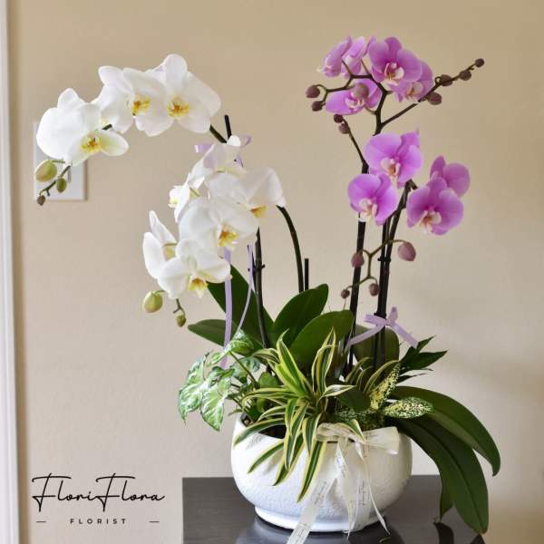 Blooming Fortune