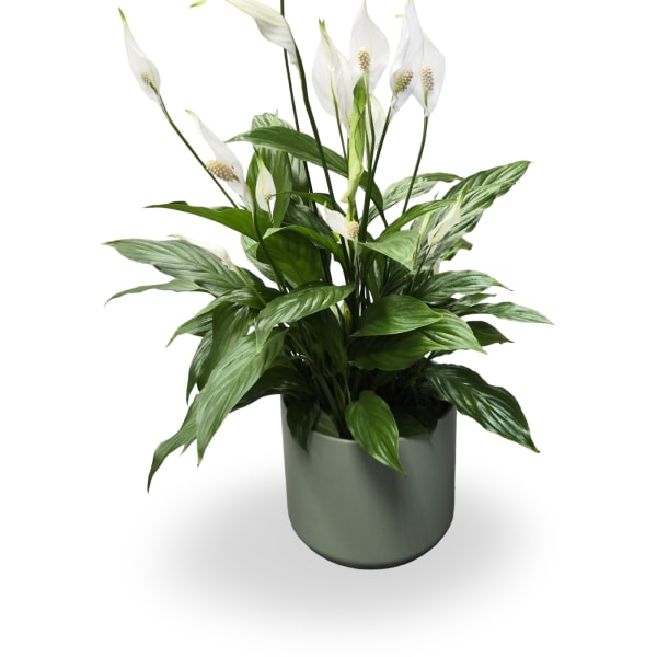 6" Peace Lily Spathiphyllum Plant