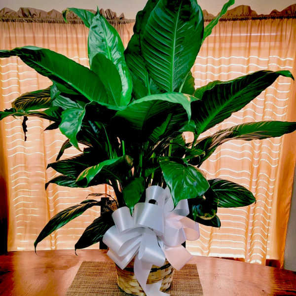 10" Spath