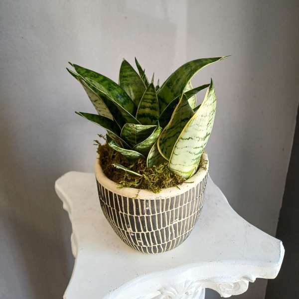 Snake plant PL9