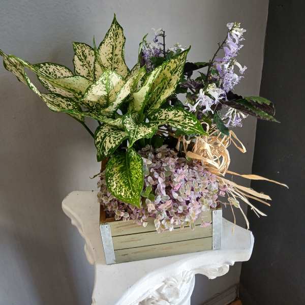 Succulents + aglaonema + Mona lavender PL12