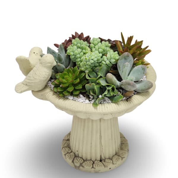 Small Bird Bath Succulent Planter