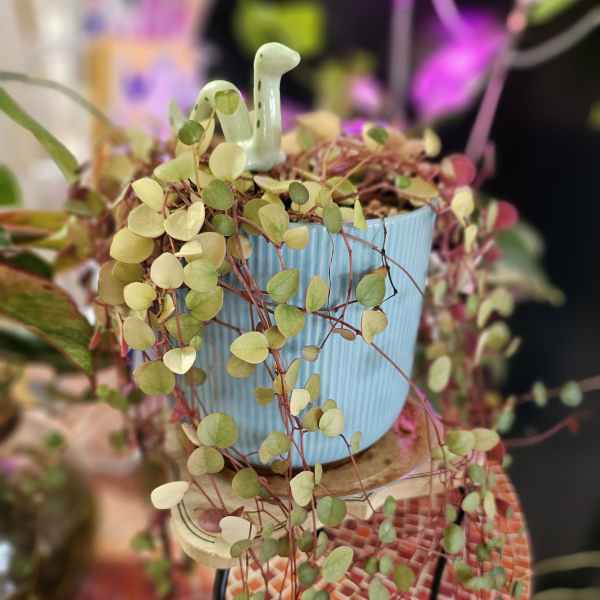 String of hearts