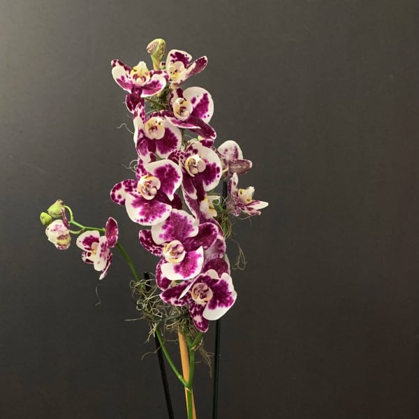 Elegant Orchid Plant