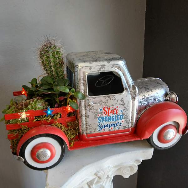 Star spangled summer succulent mix PL13