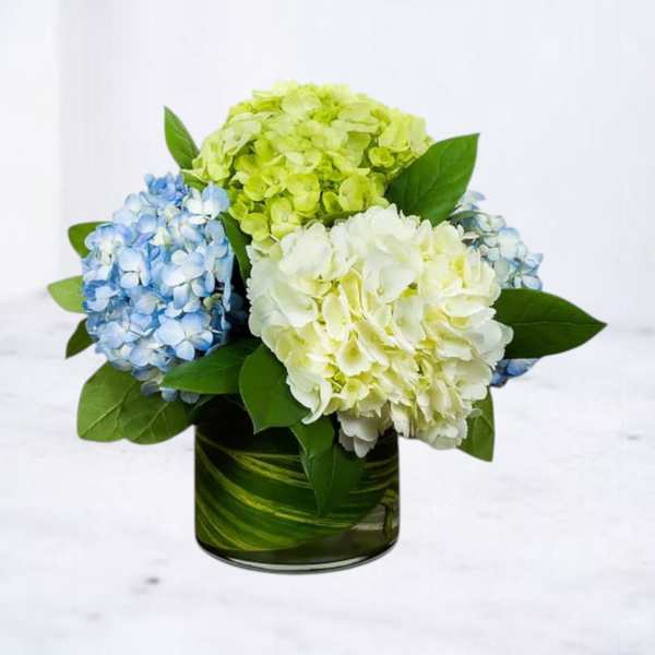 Tri-Color Hydrangea