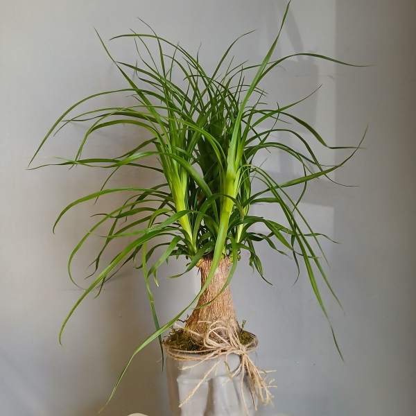 PL26 Ponytail Palm
