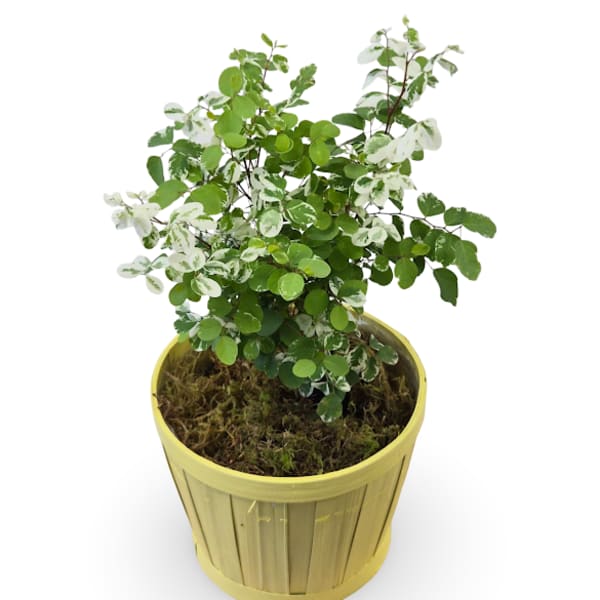 6" Snow Bush