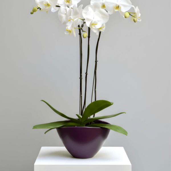 Elegant Triple Stem White Orchid Plant - 1 Available