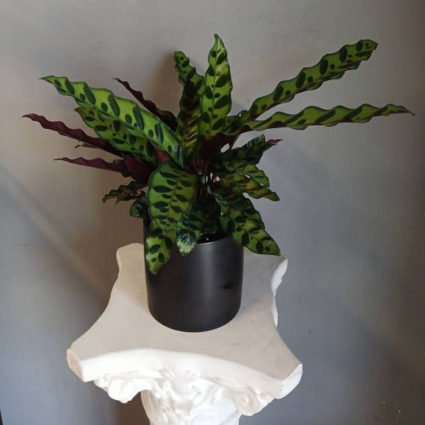 PL 23 Calathea Rattlesnake