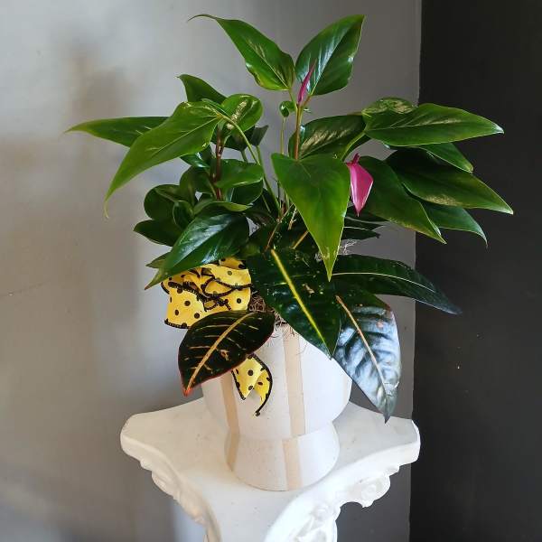 Anthurium + Proton + peperomia