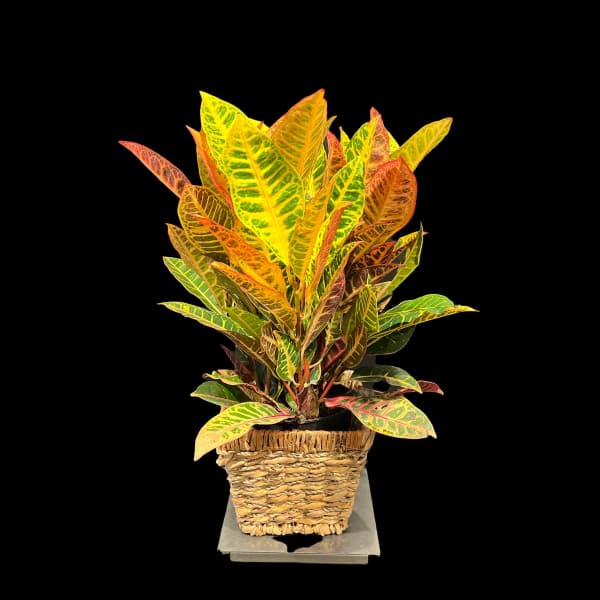 Potted croton plant with multicolored leaves in a woven basket planter
