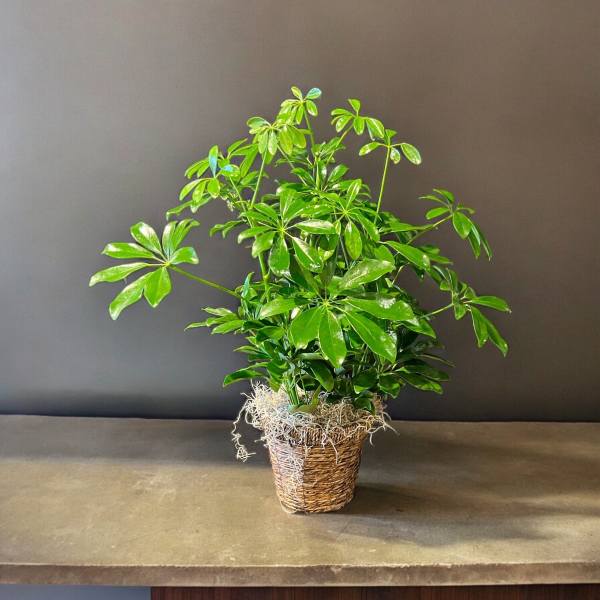 Potted green houseplant in a woven basket planter
