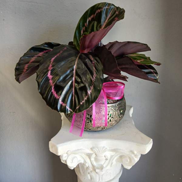 PL19 Calathea