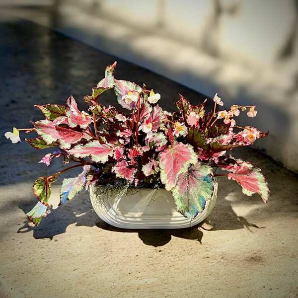Rex Begonias in long ceramic planter (lmtd availability)