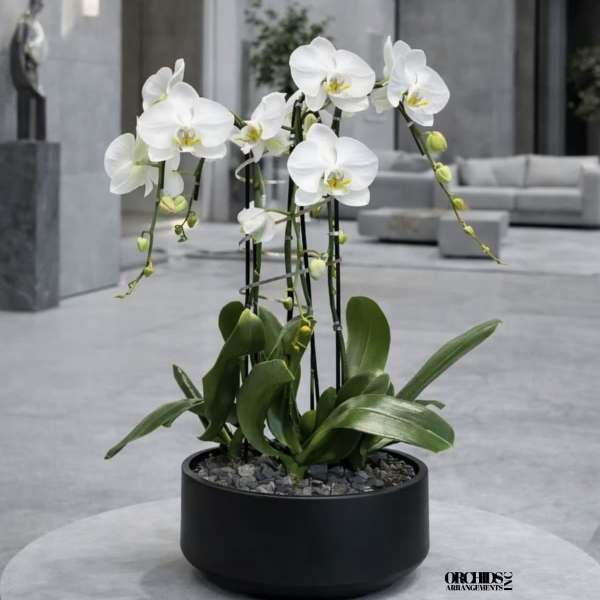 White Orchid Arrangement – Orchid Delivery Same Day