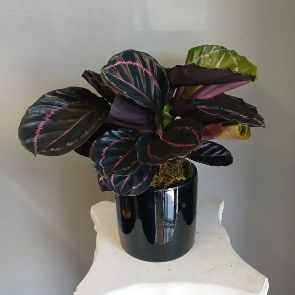 PL18 Calathea Dottie